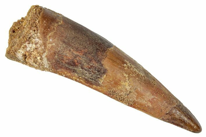 Fossil Spinosaurus Tooth - Real Dinosaur Tooth #346284